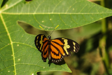 South America, Colombia, Butterfly, Heliconius