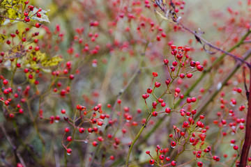 red berries in yelow autumn forest