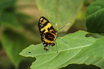 South America, Colombia, Butterfly heliconians
