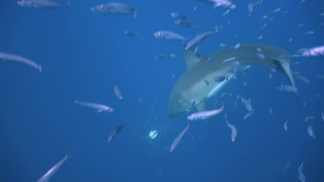 Великолепные подводные погружения с Большими белыми акулами у острова Гуадалупе в Тихом океане. Мексика.