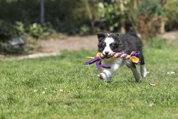 Border Collie Welpe spielt im Garten