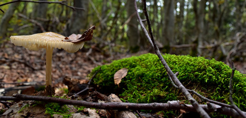 Autunno