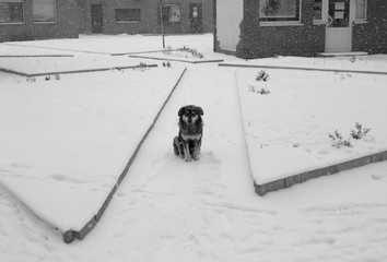 Homeless dog in winter