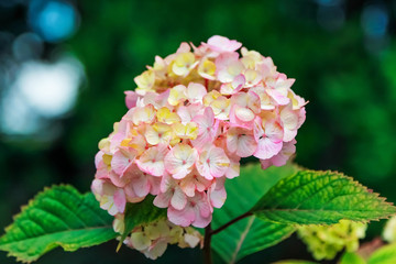 Fototapeta premium Beautiful pink hydrangea flower in a garden 