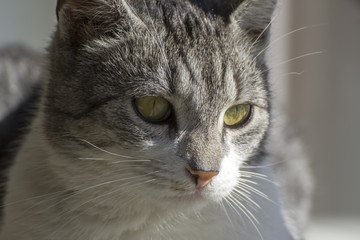 Cat looking down