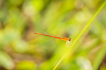 Small dragonfly