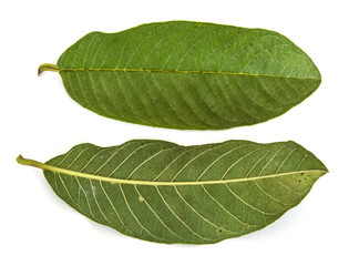 Obraz premium Guava leaves on white background