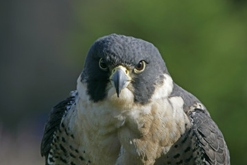 peregrine falcon