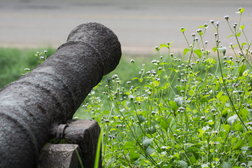 Close up ,Selective focus ,The  ancient  cannon and flowers at  Noen  Wong  Fortress, Chanthaburi, Thailand.