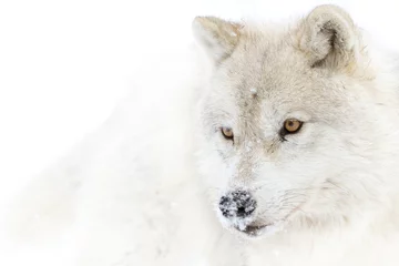 Crédence de cuisine en verre imprimé Loup Un loup arctique solitaire (Canis lupus arctos) libre isolé sur fond blanc dans la neige d& 39 hiver au Canada
