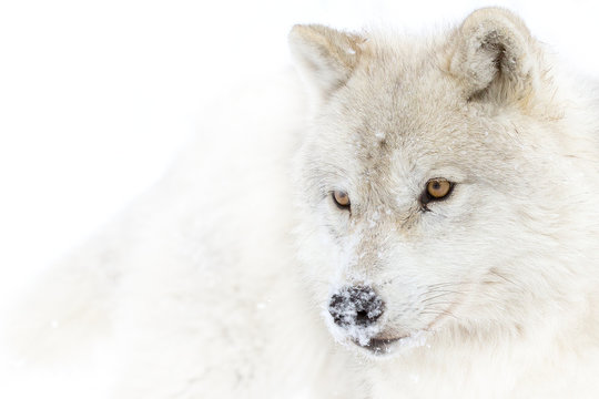 A lone Arctic wolf (Canis lupus arctos) portrait isolated on white background in the winter snow in Canada