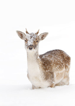 Fallow deer isolated on a white background in snow covered filed looking at camera in Canada