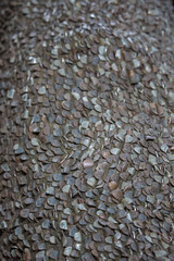 Obraz premium Coins in a Tree Trunk