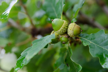 some green acorn in the oak © balltorp