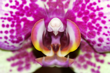 Macro di un orchidea © Claudio Bonini