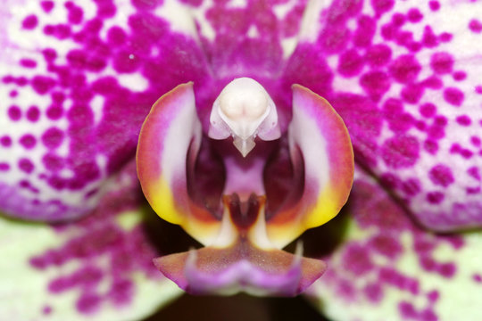 Macro di un orchidea