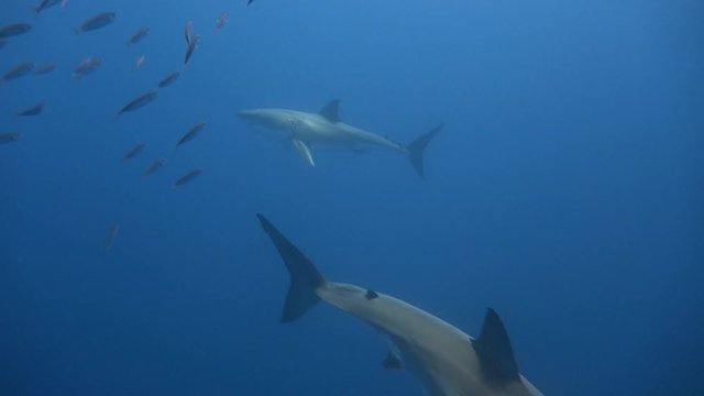 Великолепные подводные погружения с Большими белыми акулами у острова Гуадалупе в Тихом океане. Мексика.