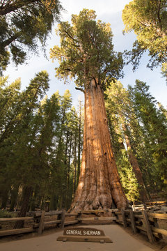 Giant Forest Sequoia National Park