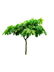 Obraz premium tree isolated