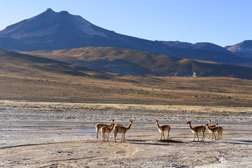 Geothermal phenomena of El Tatio area  on the desert Atacama
