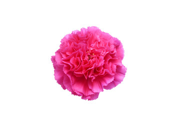 pink color flower isolated