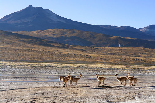 Geothermal phenomena of El Tatio area  on the desert Atacama
