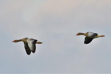 Graugänse im Flug