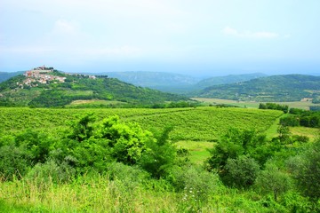 Fototapeta na wymiar Vineyard landscape in Istria with old town of Motovun, Croatia
