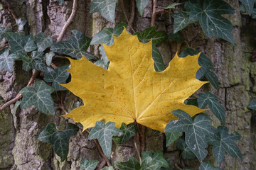 Herbstwald
