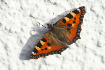 Fototapeta na wymiar Schmetterling auf weisser Hauswand