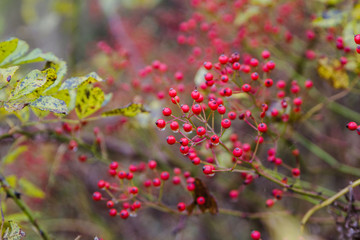 red berries in yelow autumn forest
