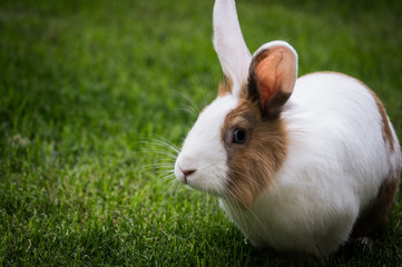 Rabbit