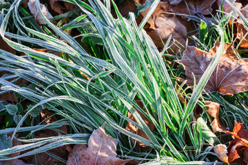 Rime covered, frosted grass. Winter coming. Selective focus. 