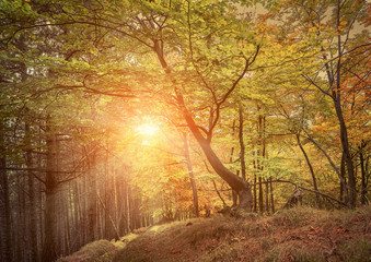 Naklejka premium Beautiful autumn view in forest.