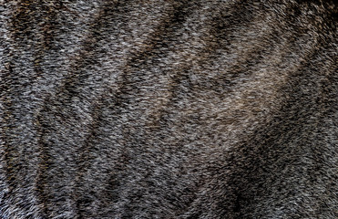 Close up at cat fur texture background