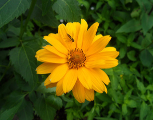 One little bee on a blooming bright orange color flower 