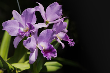 Fototapeta na wymiar light purple cattleya orchid flower
