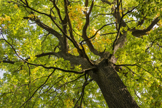 Oak crown in autumn colors.