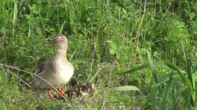 duck and duckling in the tall grass 