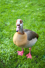 Duck in the green grass