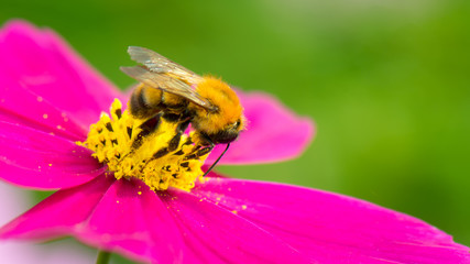 Bumblebee