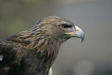 golden eagle