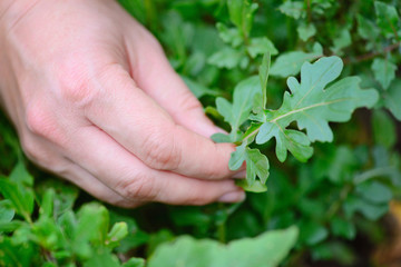 Rocket salad in farmer hands. Organic vegetables. Healthy food.