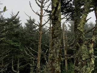Fototapeta premium forest trees