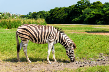 Fototapeta na wymiar African plains zebra on green savannah grasslands.