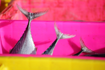 longtail tuna in colorful container