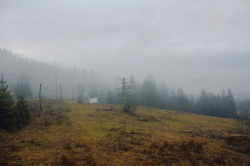 burned tree in a misty forest