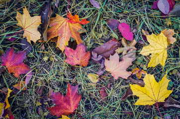 Colorful autumn fallen leaves.