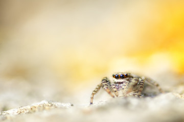Springspinne ganz nah