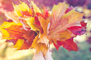 Bouquet of colorful autumn fallen leaves in a hand.